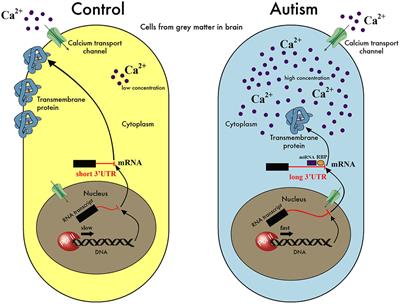 Dysregulation of Alternative Poly-adenylation as a Potential Player in Autism Spectrum Disorder